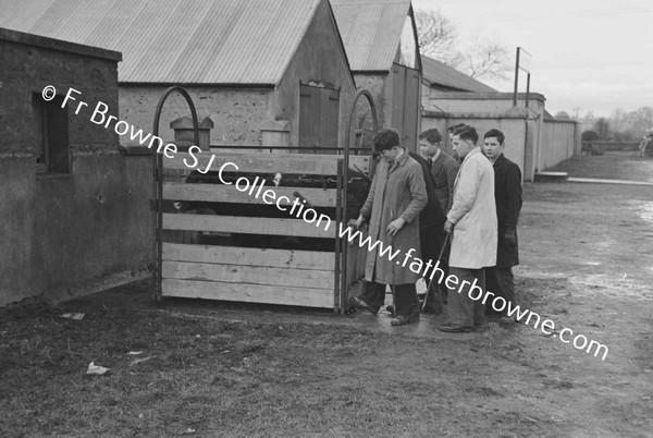 WEIGHING THE COW POST